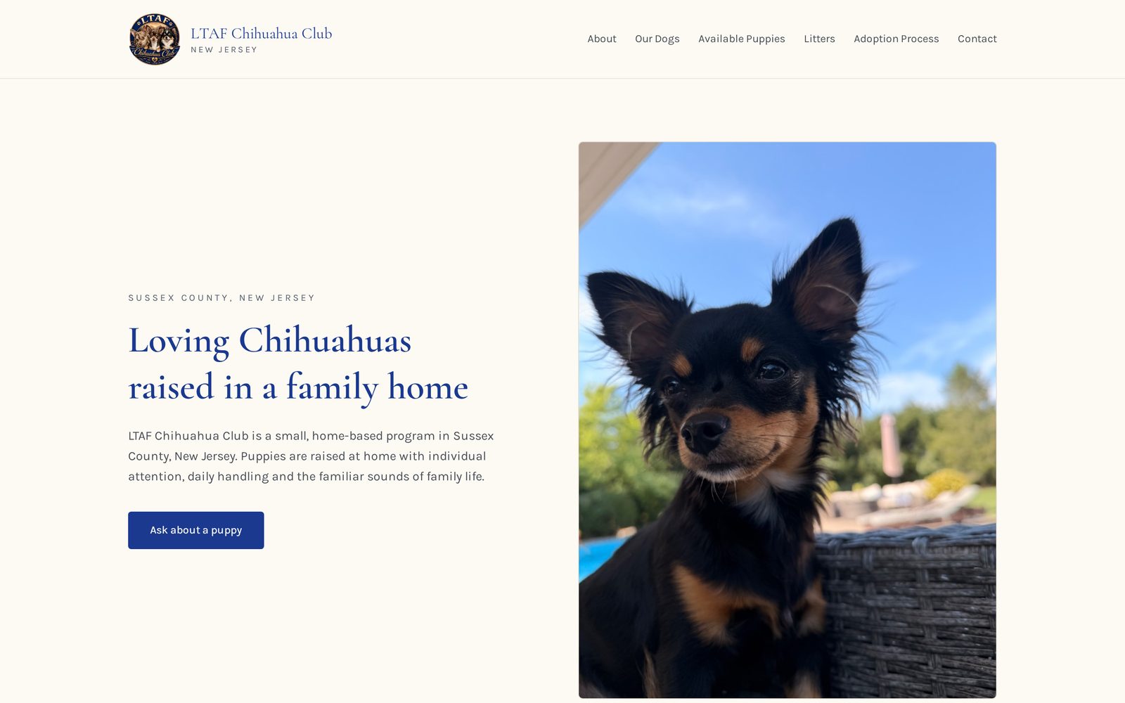 LTAF Chihuahua Club website homepage — royal blue headings beside a photo of a chihuahua